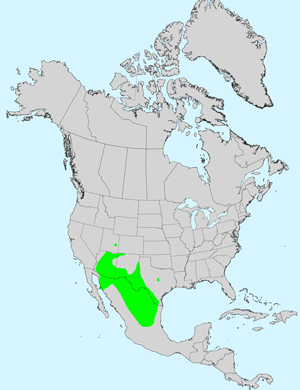 Desert Zinnia, Zinnia acerosa: Click image for full size map.